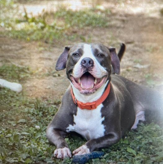 Enlarge Big Mama, a Adoptable American Staffordshire Terrier in Saluda, VA image 2/4