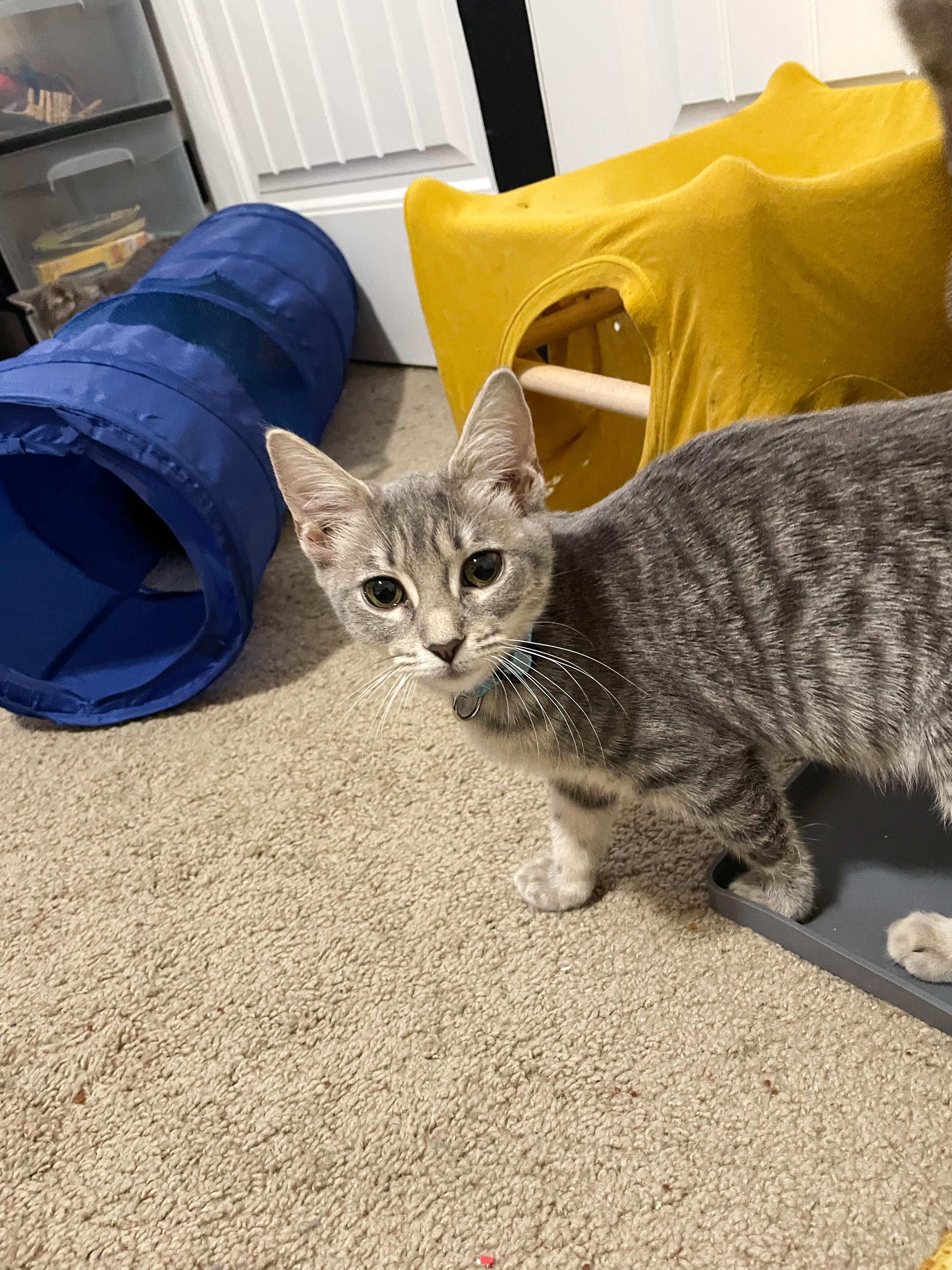 Enlarge Annie, a Adoptable Domestic Short Hair in Norfolk, VA image 4/4