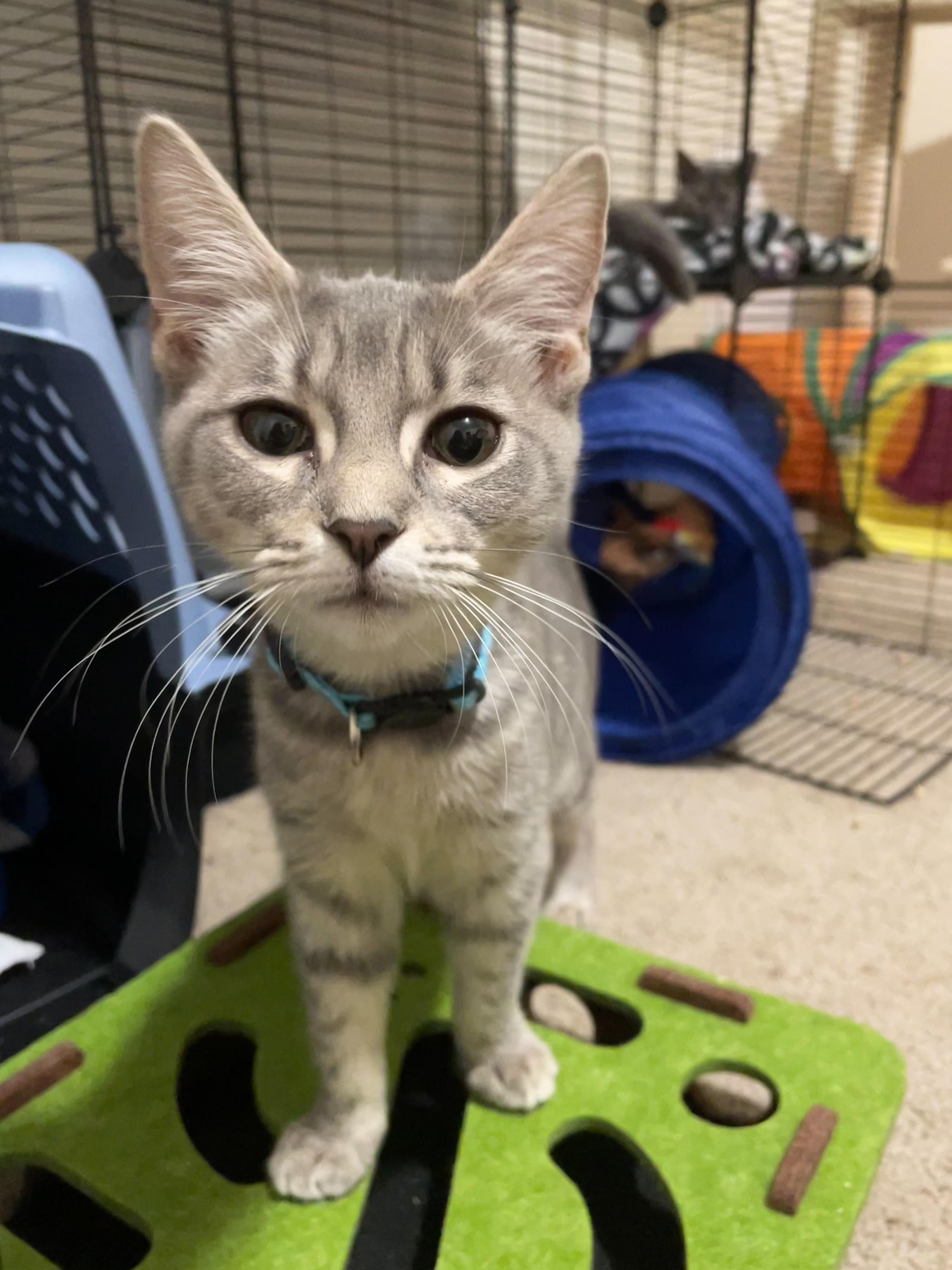 Enlarge Annie, a Adoptable Domestic Short Hair in Norfolk, VA image 2/4