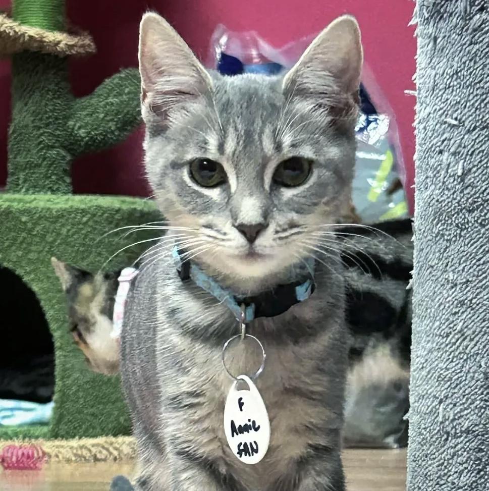 Annie, Adoptable, Young Female Domestic Short Hair.