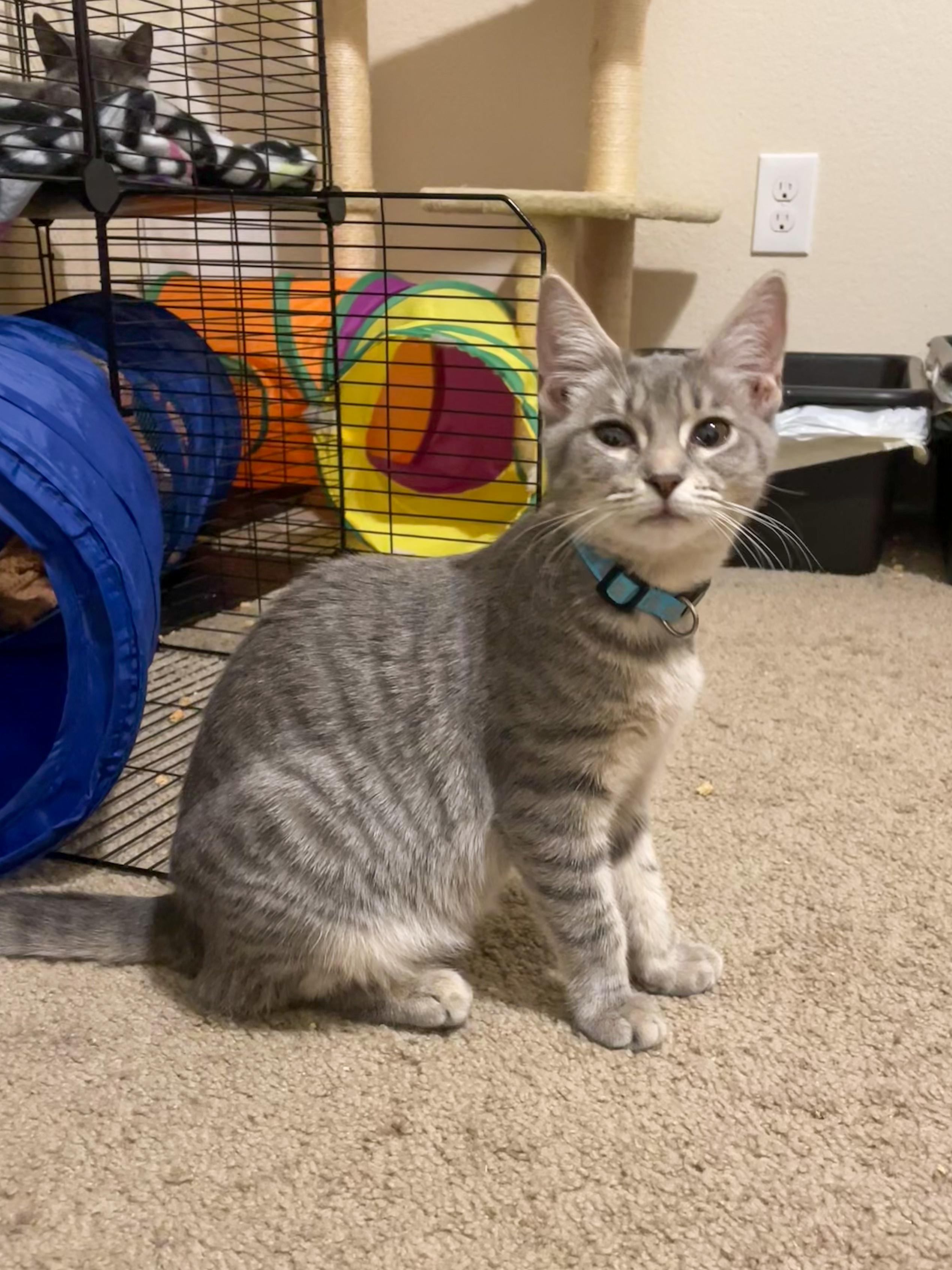 Enlarge Annie, a Adoptable Domestic Short Hair in Norfolk, VA image 3/4