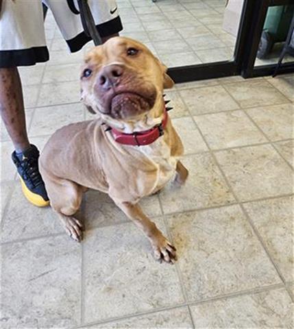 Enlarge SYMBA, a Adoptable mixed breed in Norfolk, VA image 1/1
