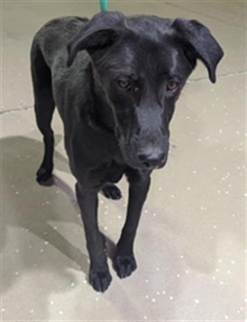 Enlarge NEWMAN, a Adoptable German Shepherd Dog in Olivehurst, CA image 1/1