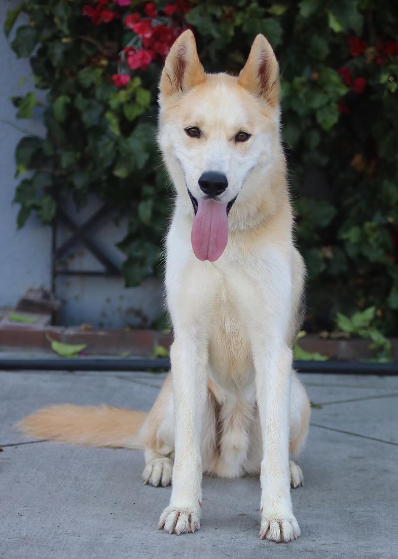 Enlarge Hennessy von Ronnenberg", a Adoptable mixed breed in Los Angeles, CA image 4/6