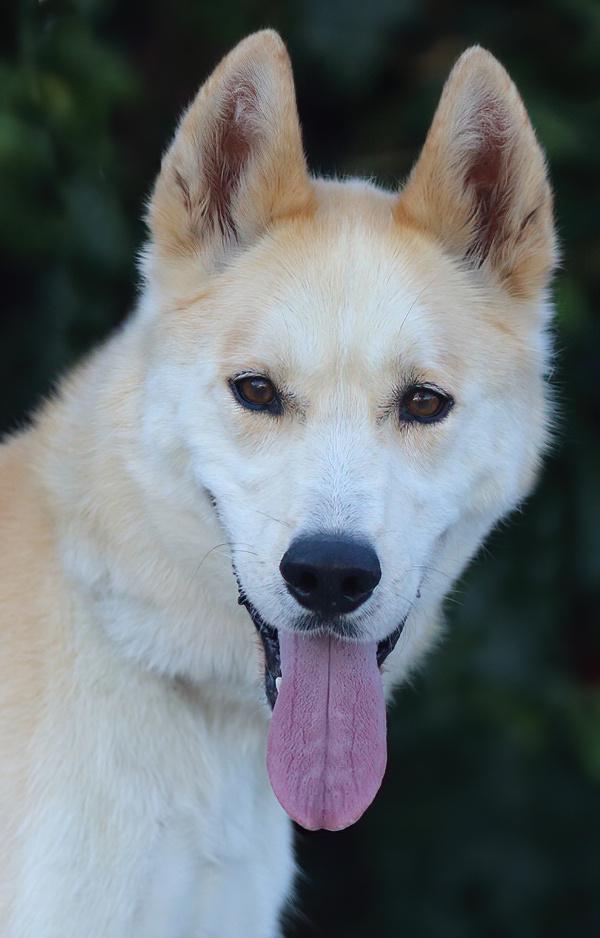 Hennessy von Ronnenberg", Adoptable, Adult Male German Shepherd Dog & Husky.