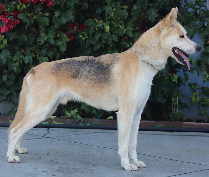 Enlarge Hennessy von Ronnenberg", a Adoptable mixed breed in Los Angeles, CA image 6/6