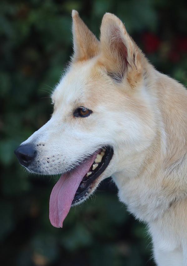 Enlarge Hennessy von Ronnenberg", a Adoptable mixed breed in Los Angeles, CA image 3/6