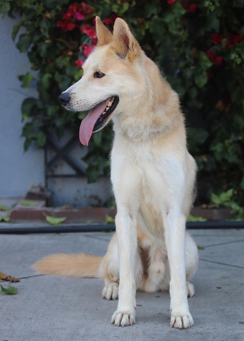 Enlarge Hennessy von Ronnenberg", a Adoptable mixed breed in Los Angeles, CA image 5/6