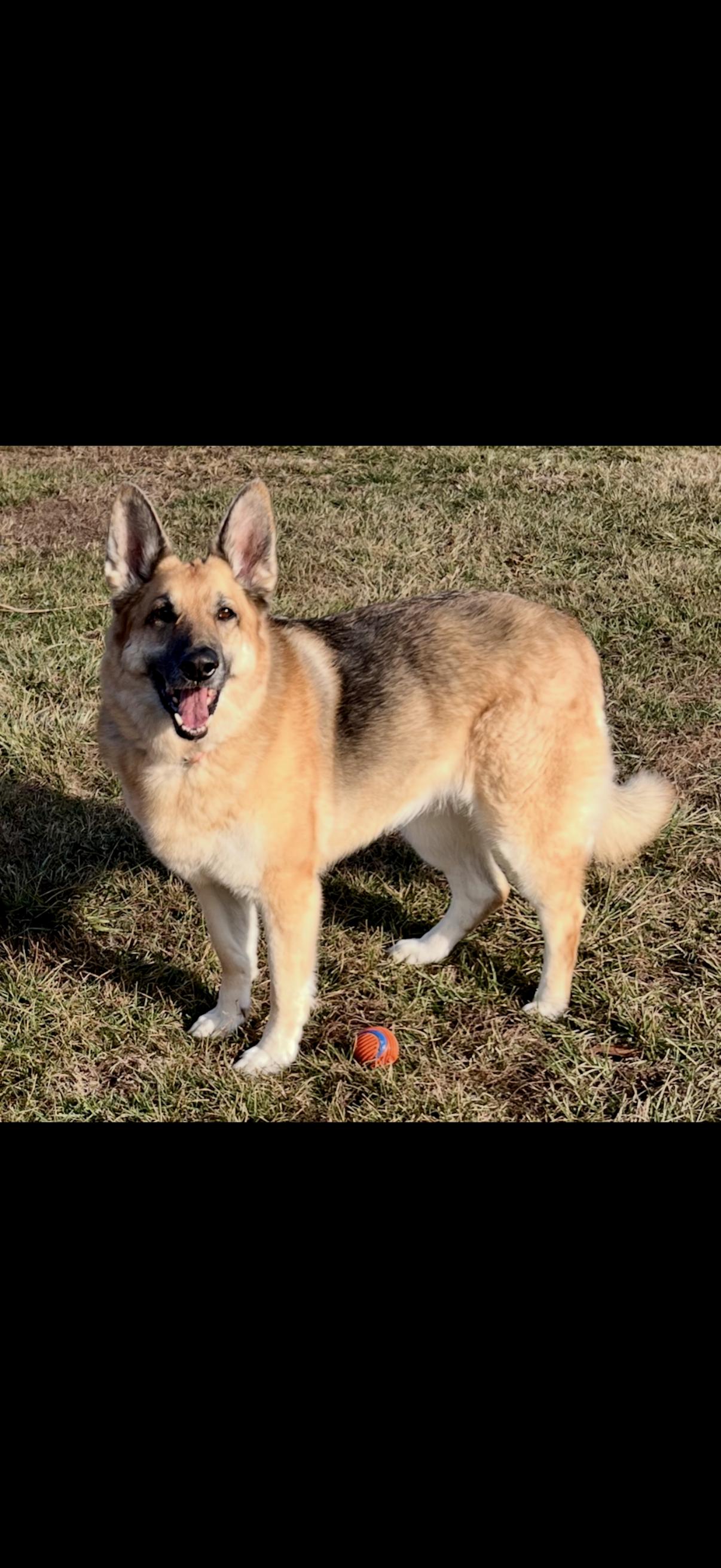 Enlarge Gamora, a ADOPTABLE German Shepherd Dog in Columbia, MO image 4/6