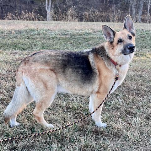 Gamora, ADOPTABLE, Adult Female German Shepherd Dog.