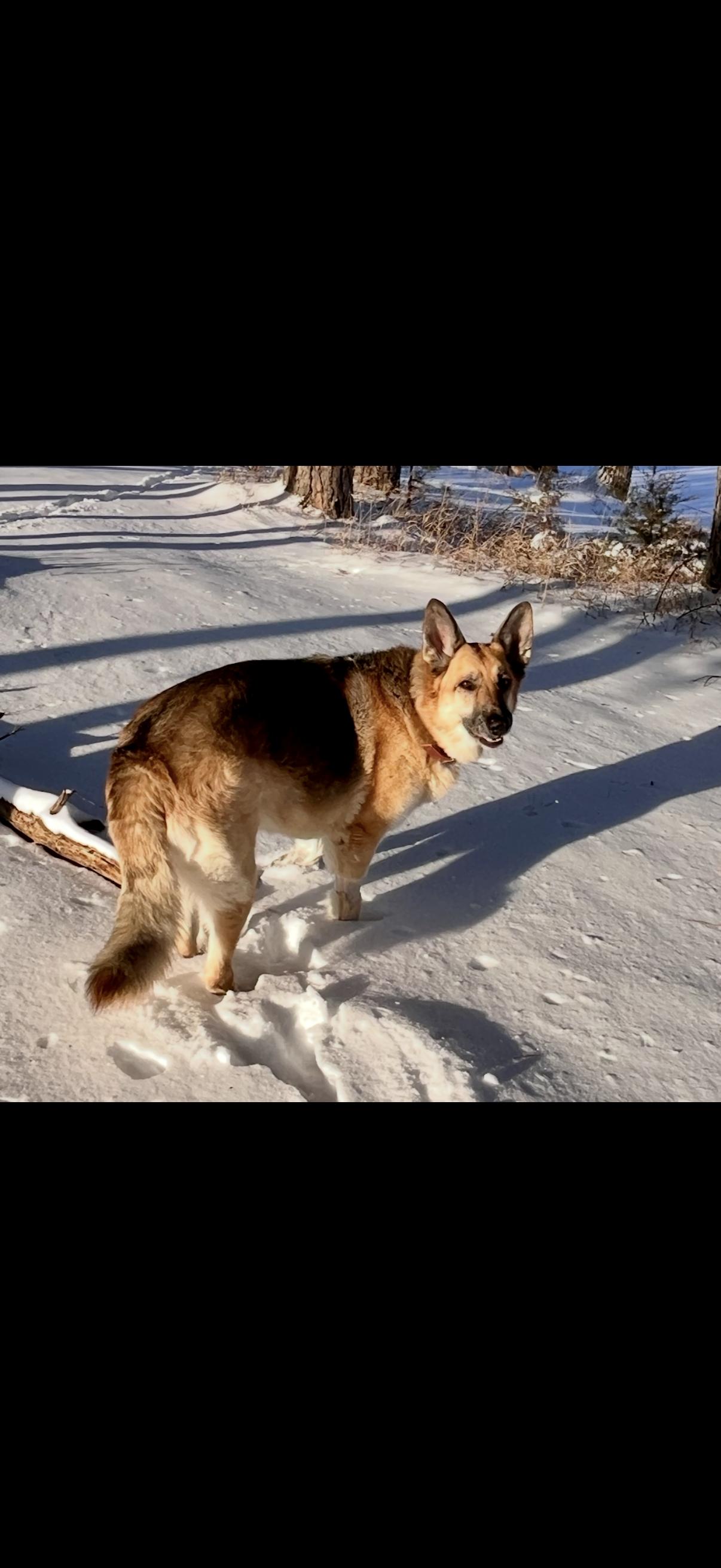 Enlarge Gamora, a ADOPTABLE German Shepherd Dog in Columbia, MO image 3/6