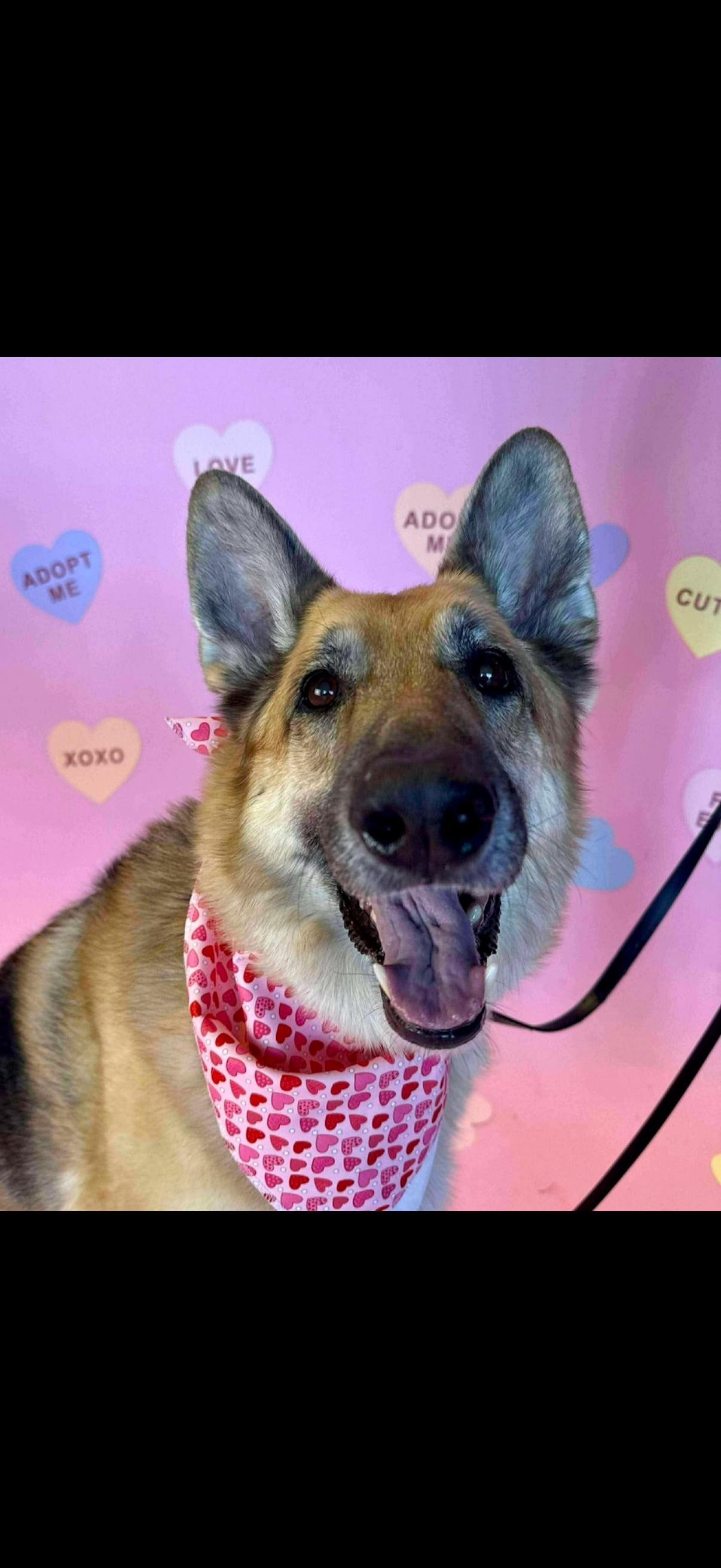 Enlarge Gamora, a ADOPTABLE German Shepherd Dog in Columbia, MO image 6/6