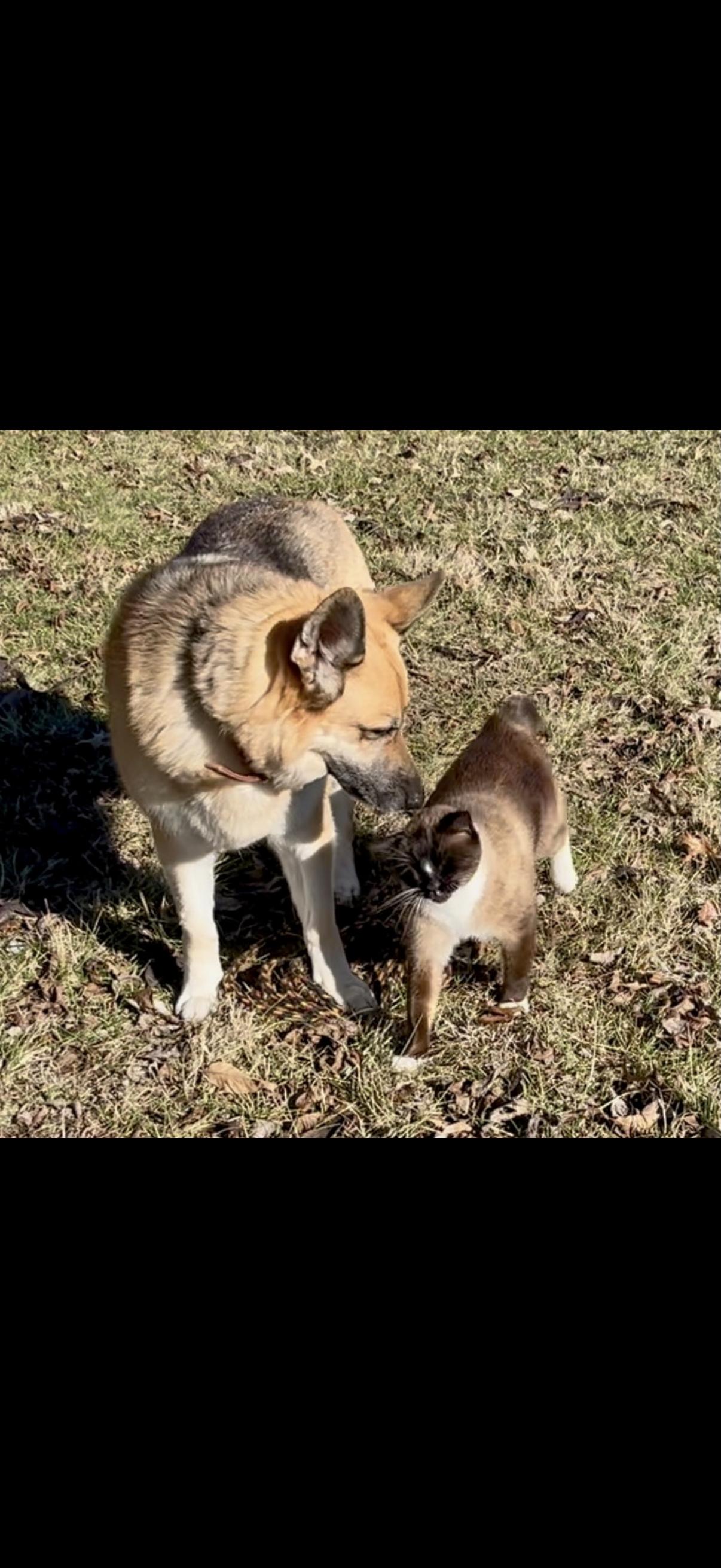 Enlarge Gamora, a ADOPTABLE German Shepherd Dog in Columbia, MO image 5/6