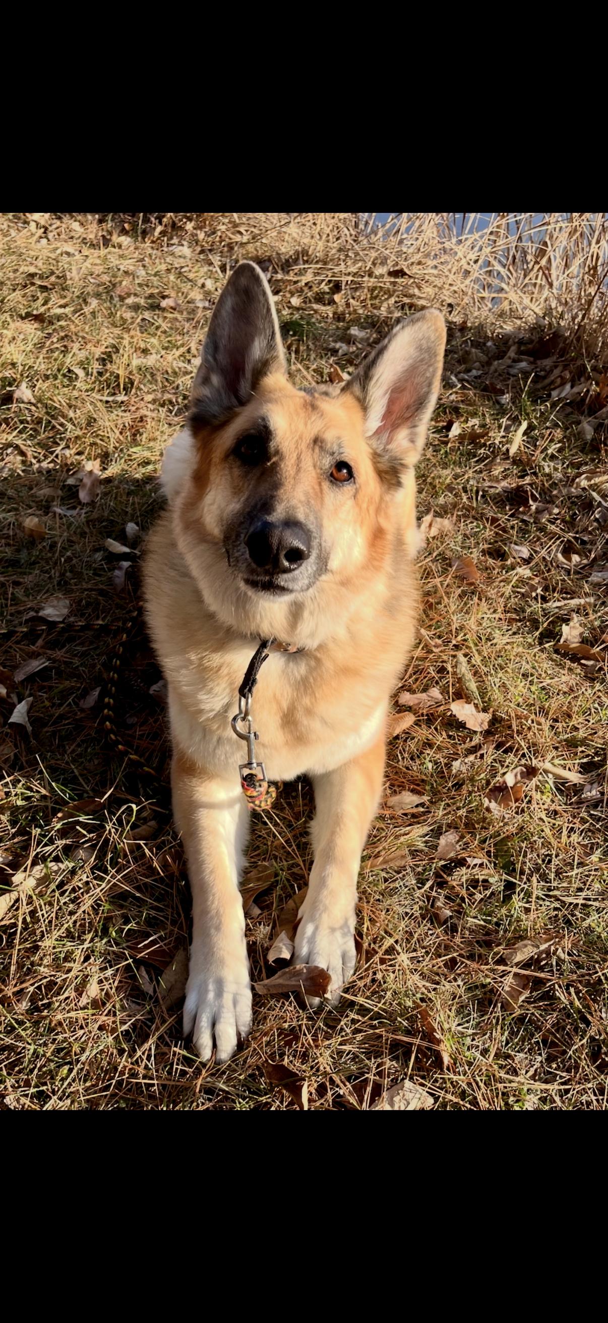 Enlarge Gamora, a ADOPTABLE German Shepherd Dog in Columbia, MO image 1/6