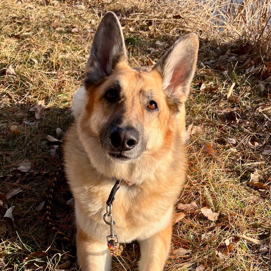 Enlarge Gamora, a ADOPTABLE German Shepherd Dog in Columbia, MO image 4/4