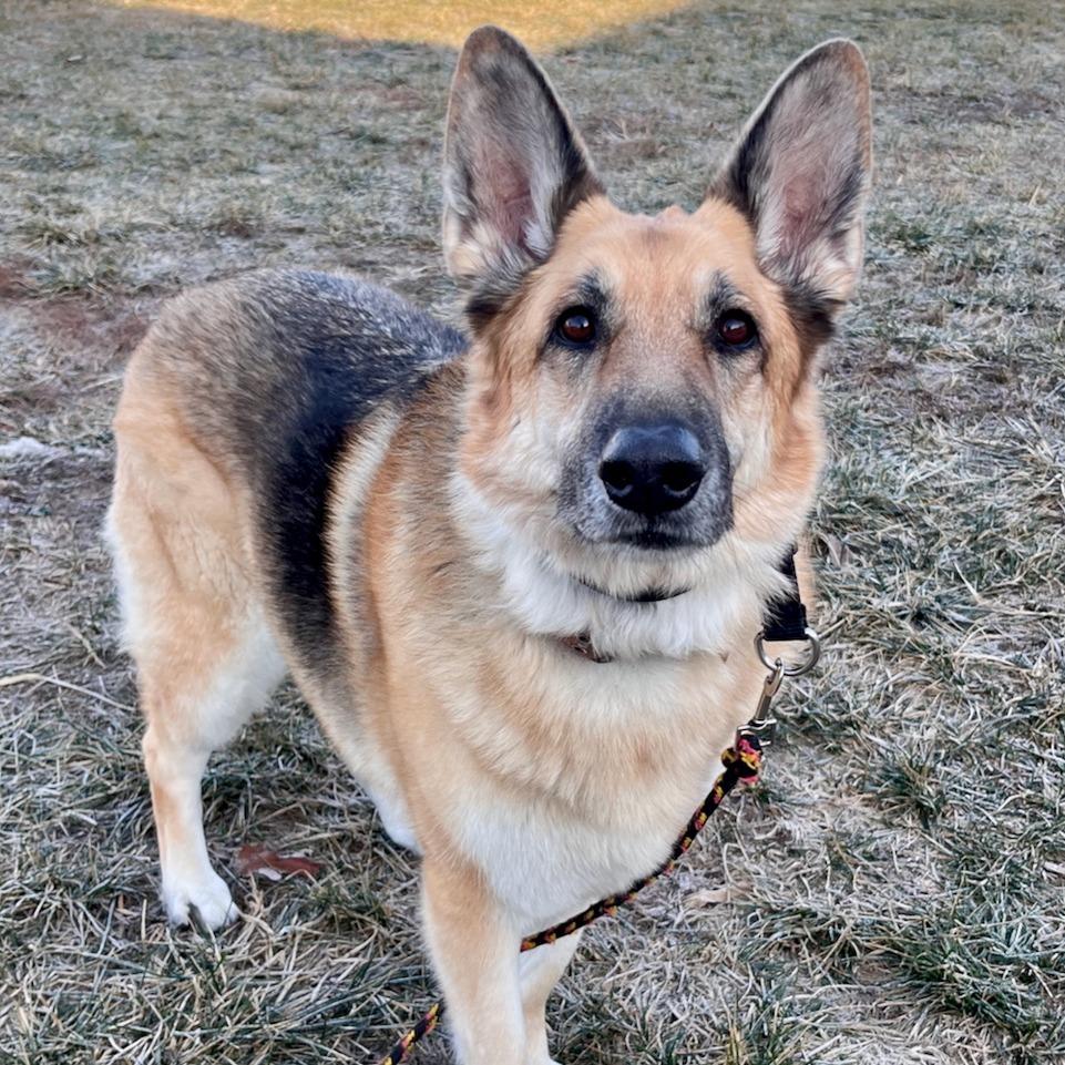 Enlarge Gamora, a ADOPTABLE German Shepherd Dog in Columbia, MO image 2/4