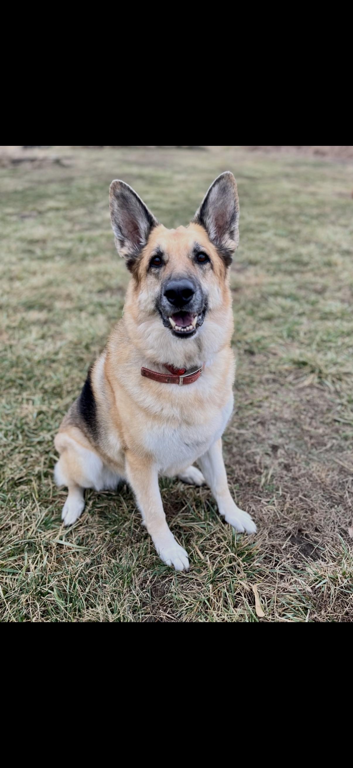 Enlarge Gamora, a ADOPTABLE German Shepherd Dog in Columbia, MO image 2/6