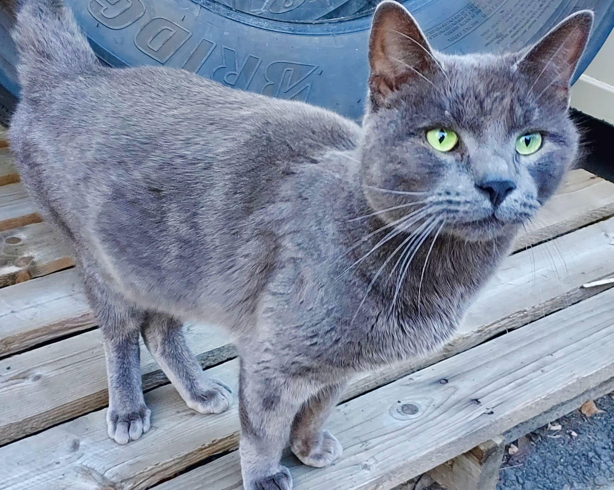 Major Tom, a Adoptable mixed breed in Hood River, OR image 2/6