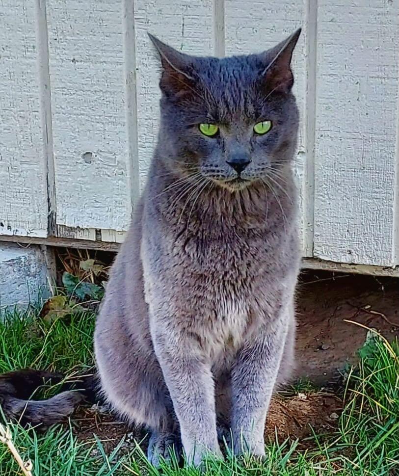 Major Tom, a Adoptable mixed breed in Hood River, OR image 4/6