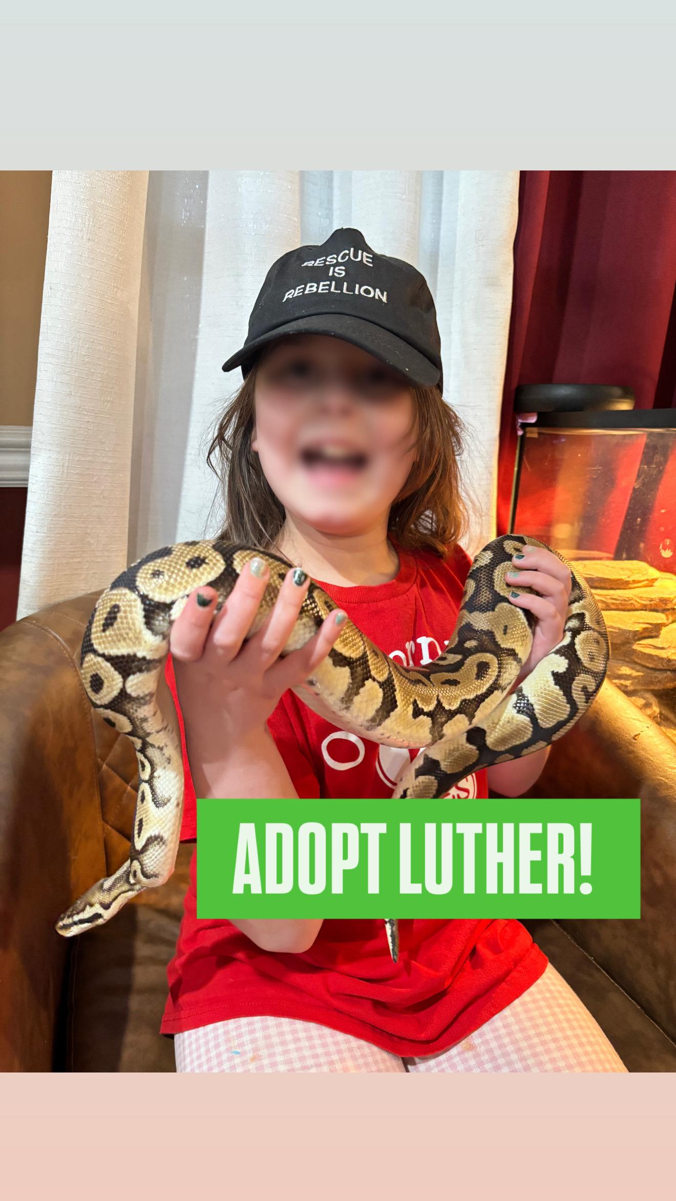 Luther , an adopted Python in JACKSON, NJ image 2/5