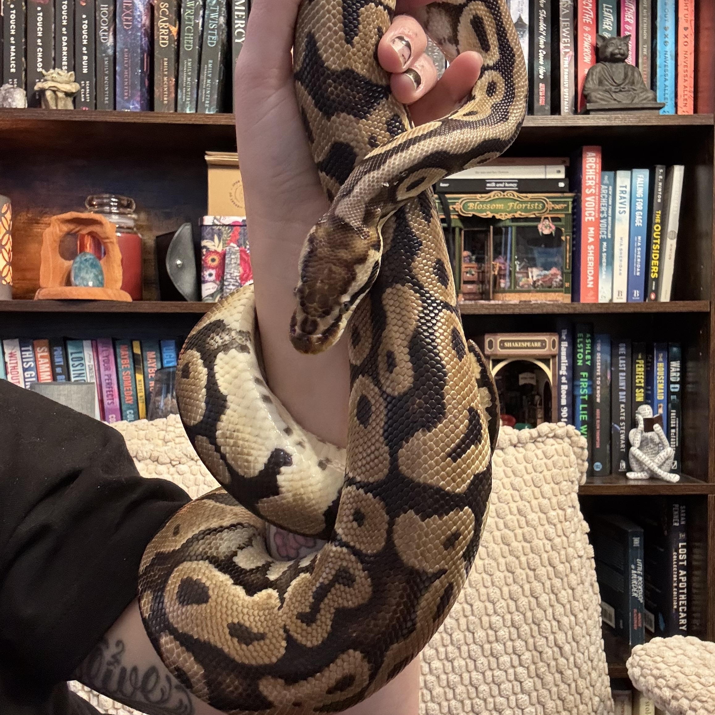 Luther , an adopted Python in JACKSON, NJ image 4/5