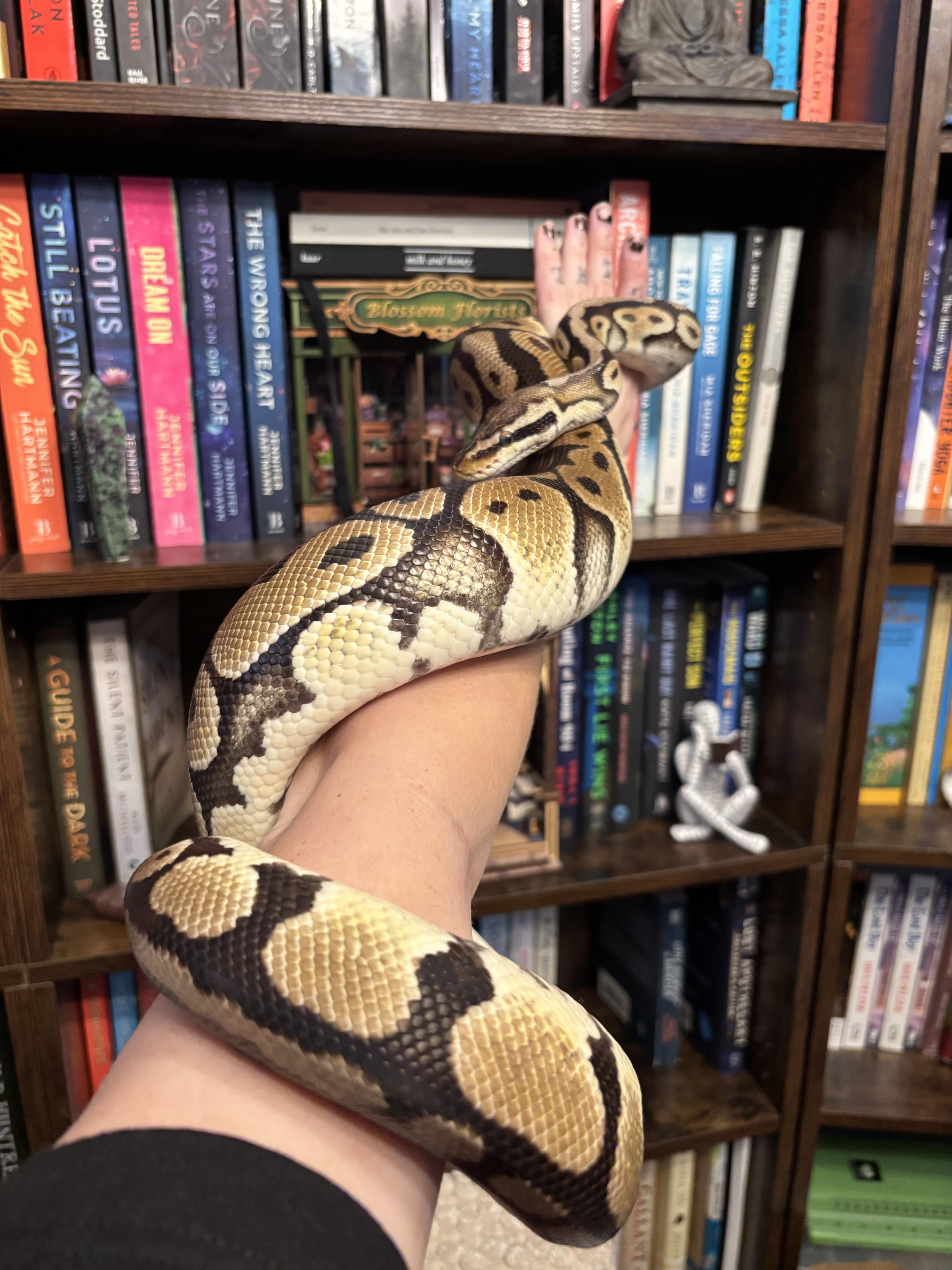 Luther , an adopted Python in JACKSON, NJ image 5/5