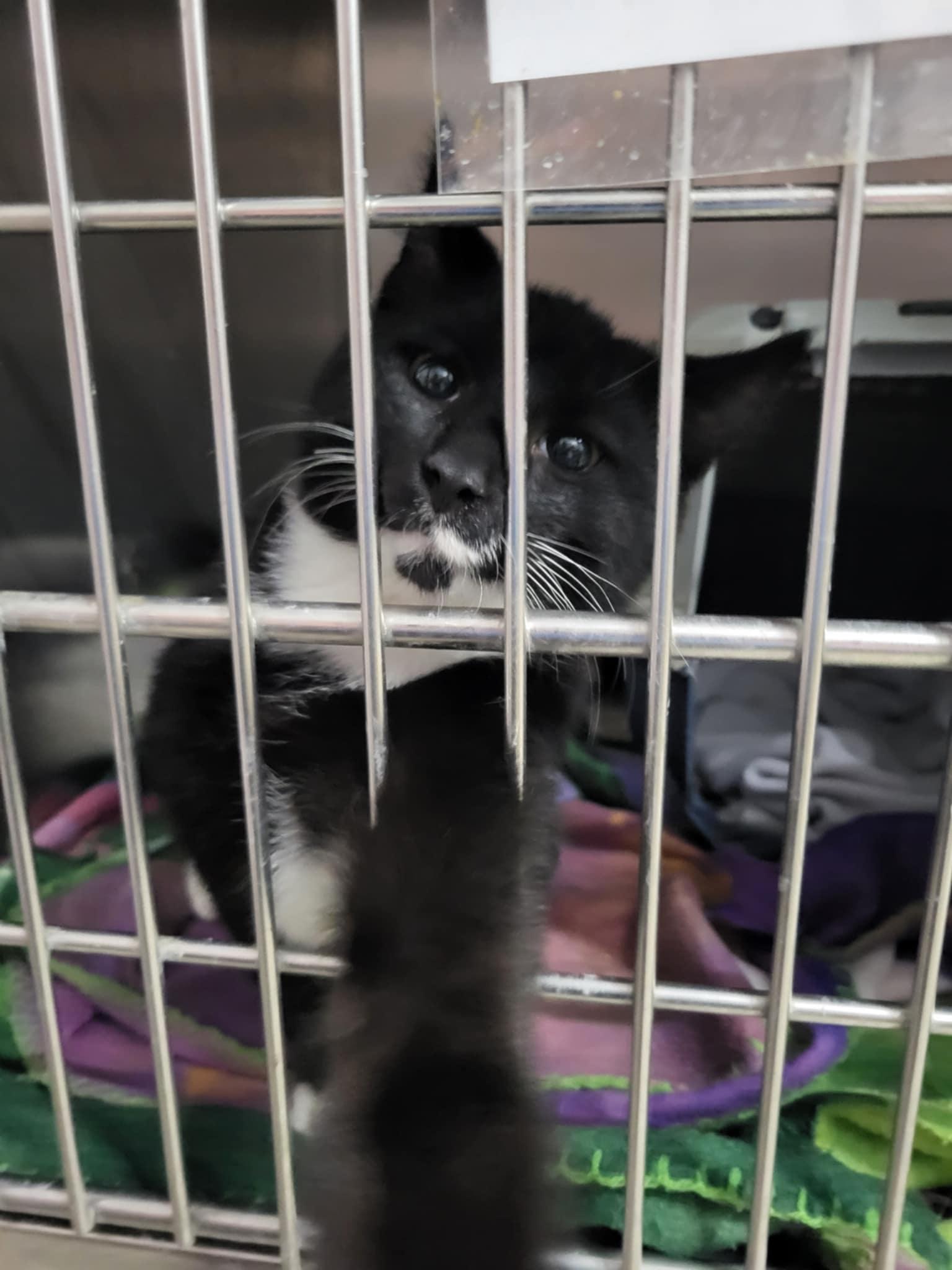 Uncle Rico, Adoptable, Young Male Domestic Short Hair.