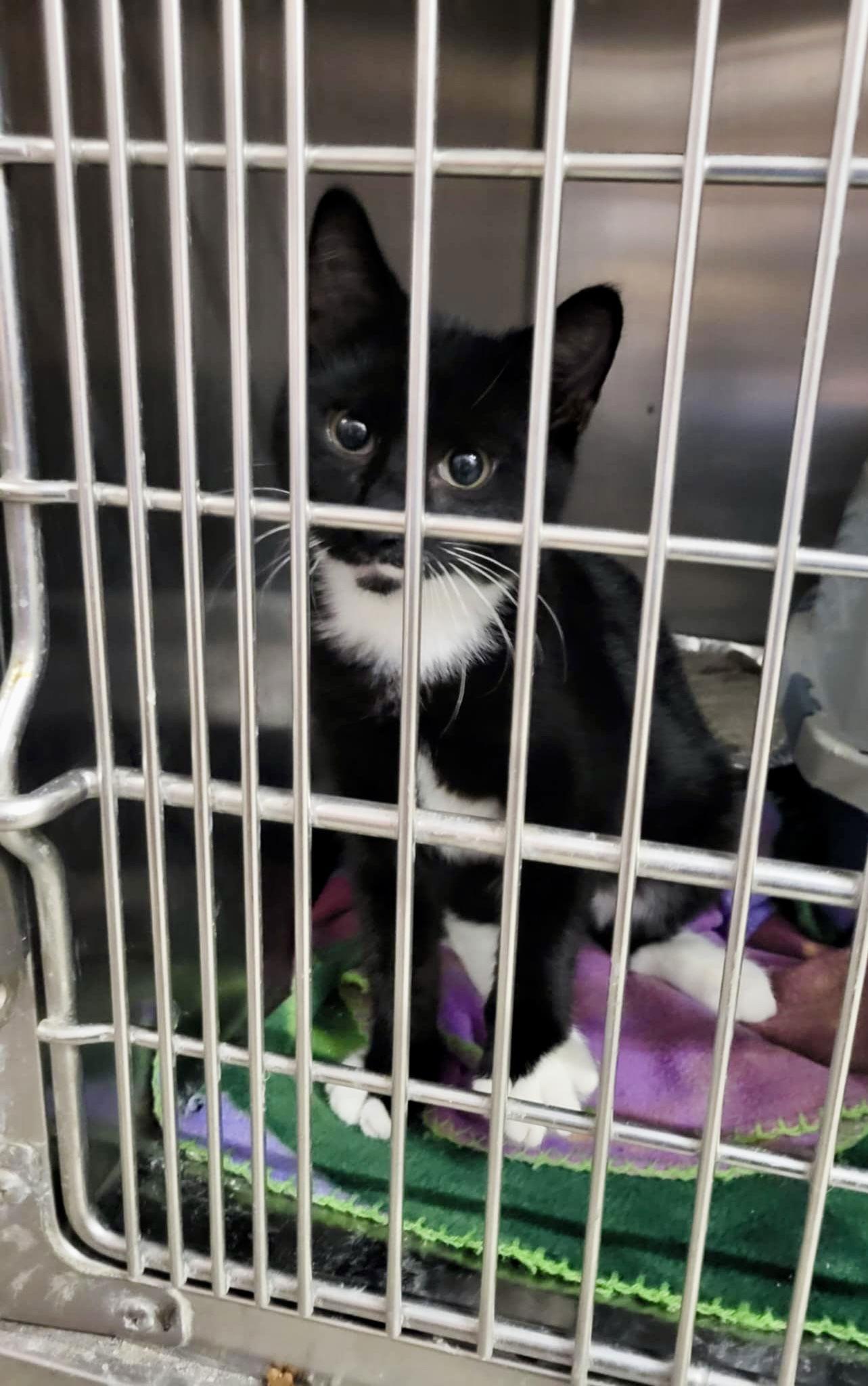 Uncle Rico, a Adoptable Domestic Short Hair in Detroit Lakes, MN image 2/3