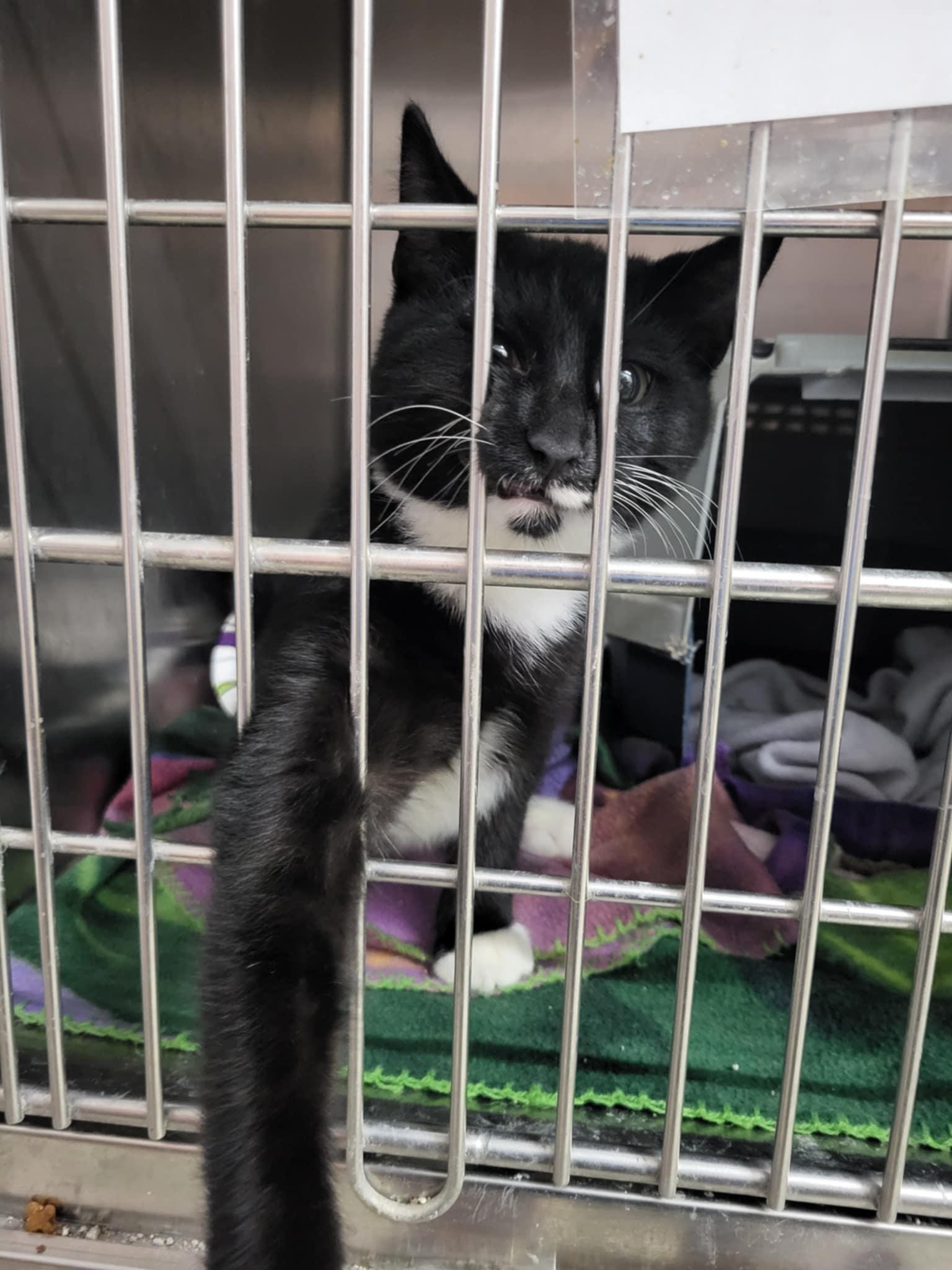 Uncle Rico, a Adoptable Domestic Short Hair in Detroit Lakes, MN image 3/3