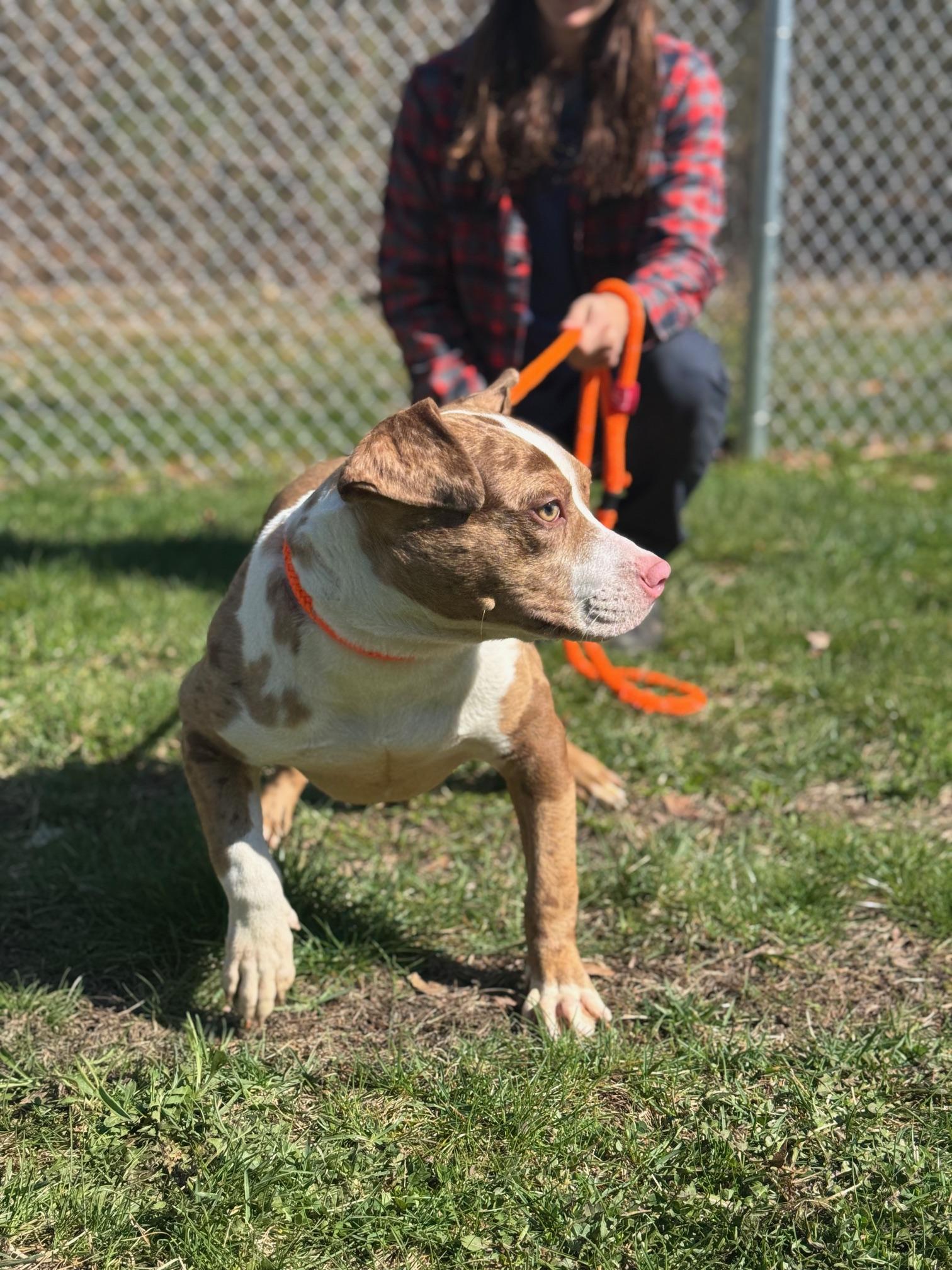 Enlarge Lemon, a ADOPTABLE mixed breed in Benton Harbor, MI image 4/5