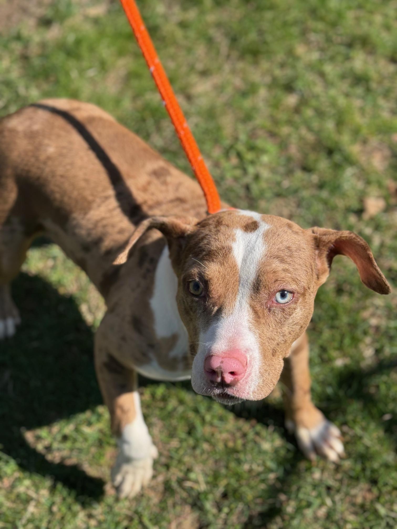 Enlarge Lemon, a ADOPTABLE mixed breed in Benton Harbor, MI image 5/5