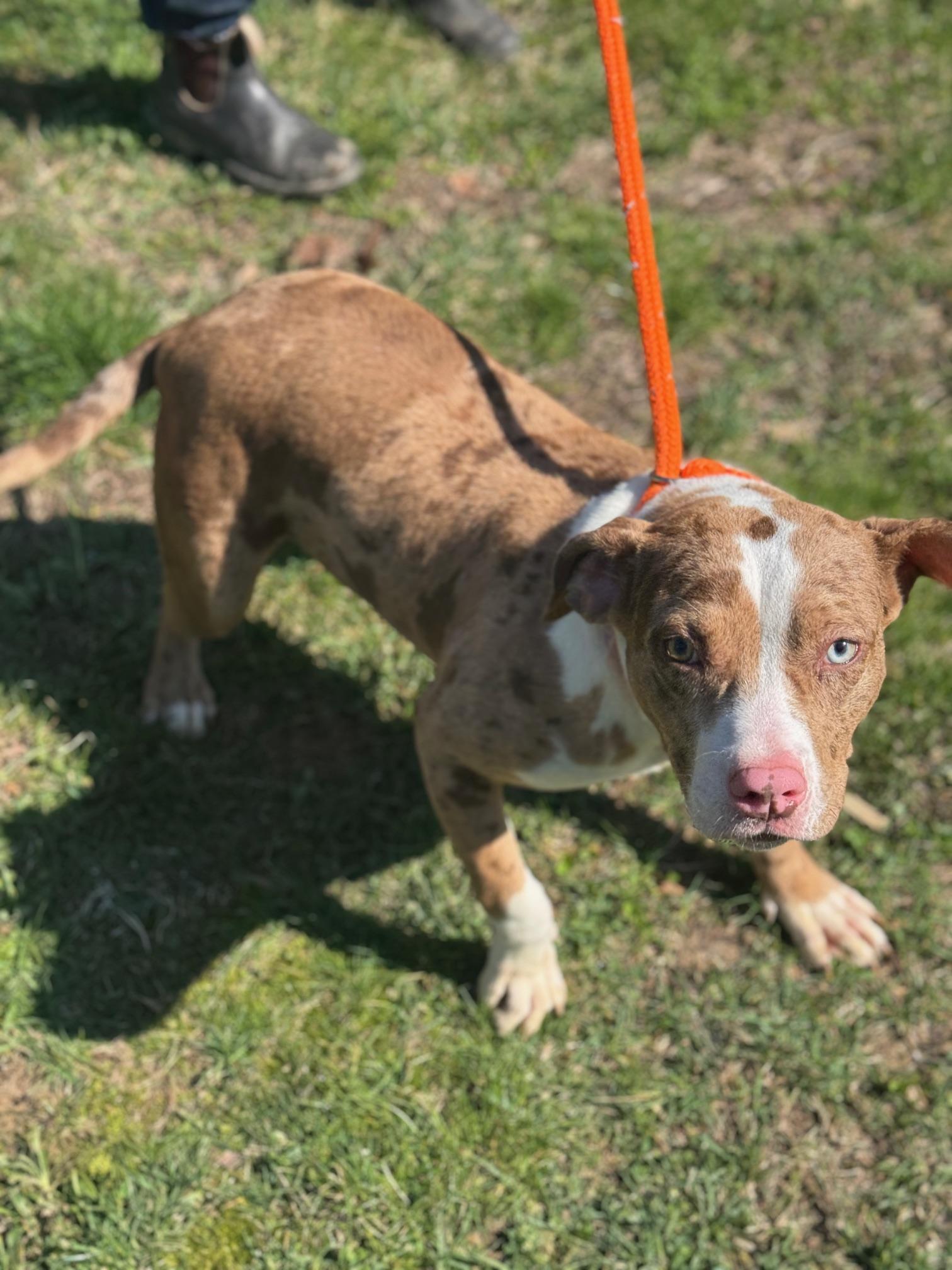 Enlarge Lemon, a ADOPTABLE mixed breed in Benton Harbor, MI image 3/5