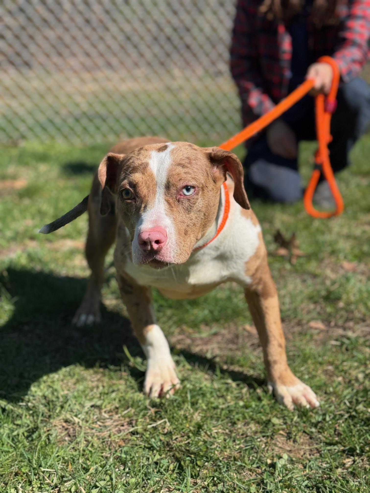 Lemon, ADOPTABLE, Young Female Pit Bull Terrier & American Bulldog.