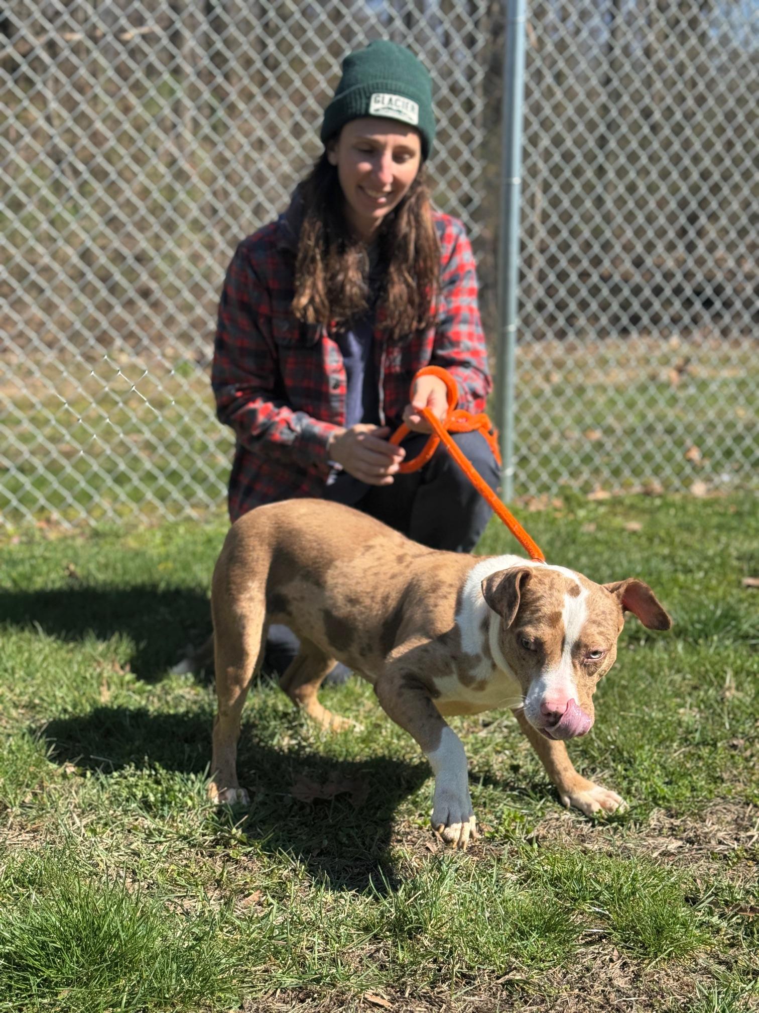 Enlarge Lemon, a ADOPTABLE mixed breed in Benton Harbor, MI image 2/5