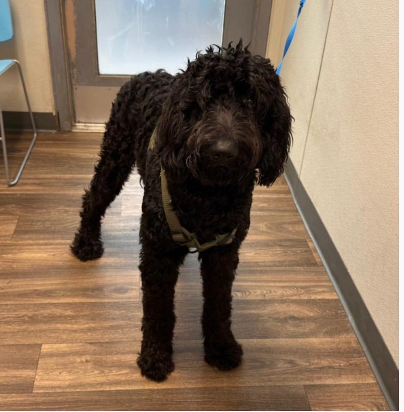 Jett, adopted, Young Male Goldendoodle & Portuguese Water Dog.