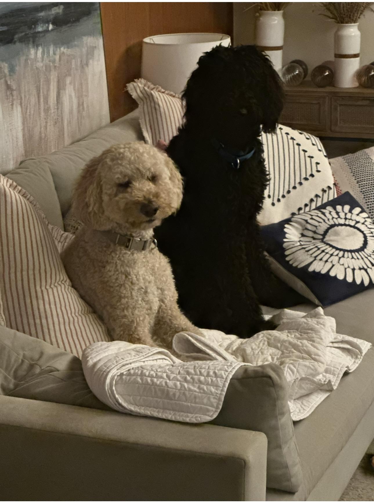 Enlarge Jett, an adopted mixed breed in San Diego, CA image 2/6