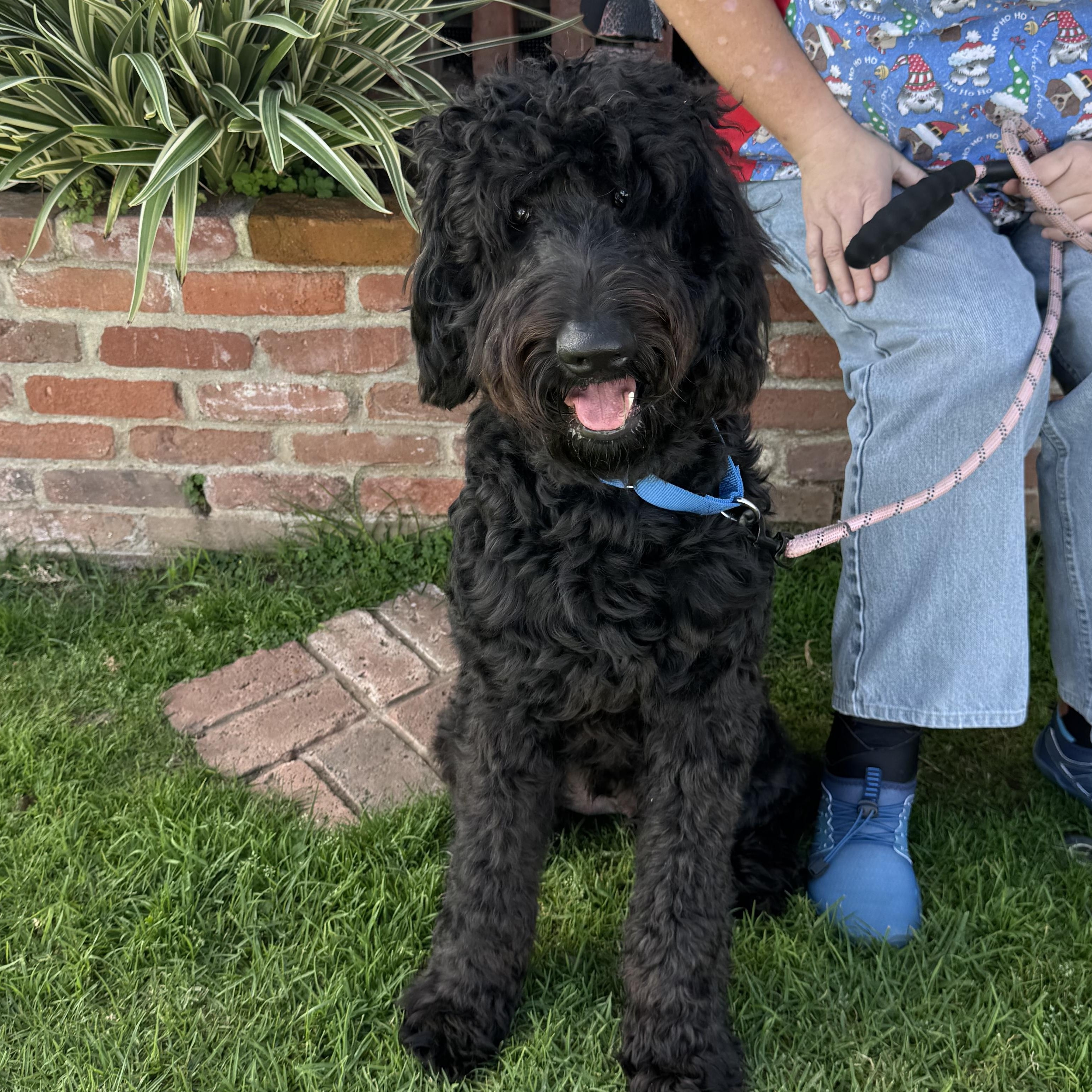 Enlarge Jett, an adopted mixed breed in San Diego, CA image 3/6