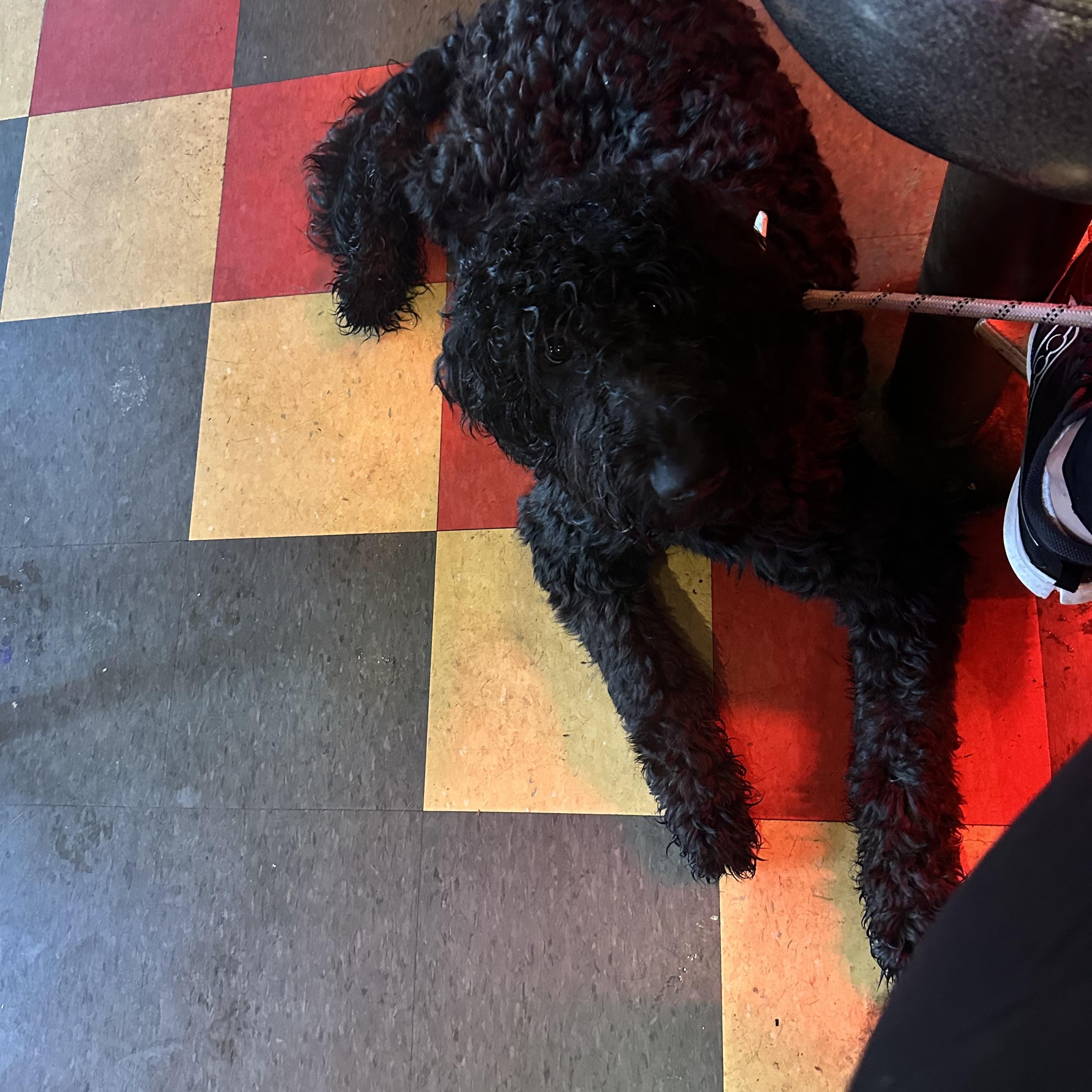 Enlarge Jett, an adopted mixed breed in San Diego, CA image 5/6