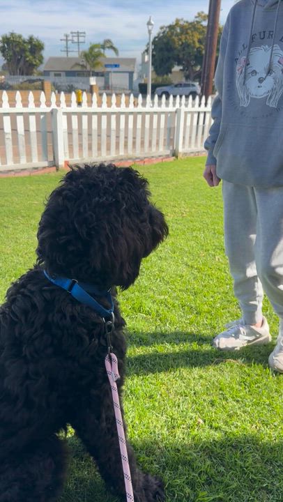 Enlarge Jett, an adopted mixed breed in San Diego, CA video 4/6