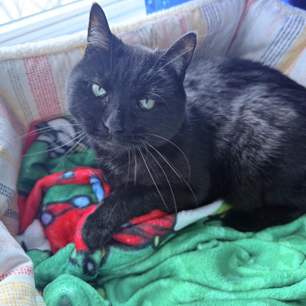 Hedy, Adoptable, Senior Female Domestic Short Hair.