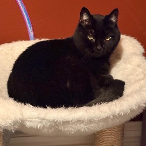 Enlarge Hedy, a Adoptable Domestic Short Hair in St. Louis, MO image 2/6