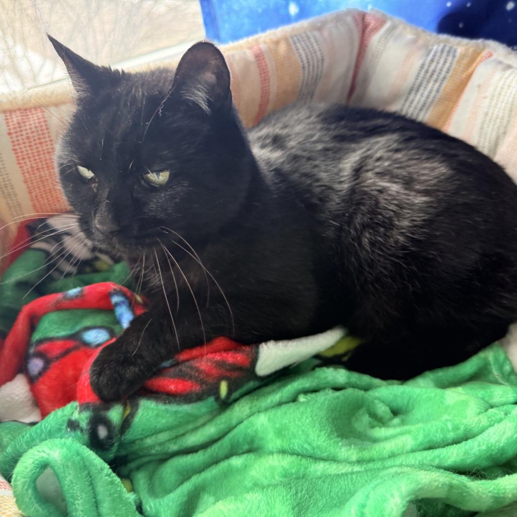 Enlarge Hedy, a Adoptable Domestic Short Hair in St. Louis, MO image 3/6