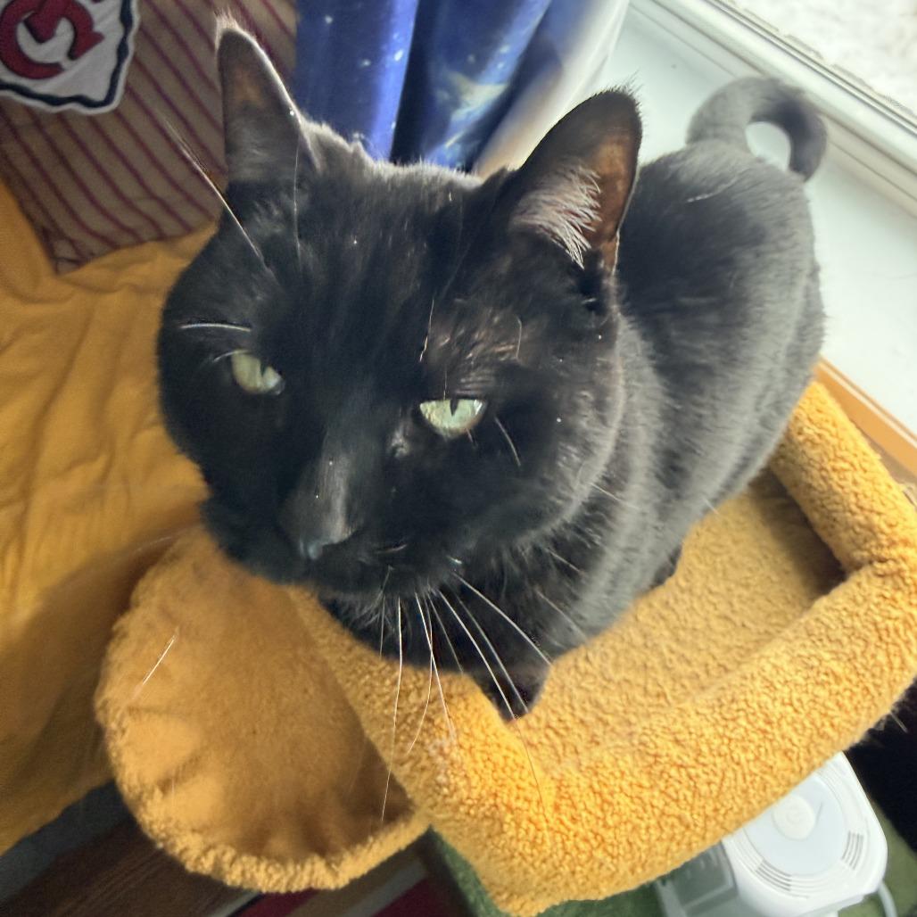 Enlarge Hedy, a Adoptable Domestic Short Hair in St. Louis, MO image 4/6