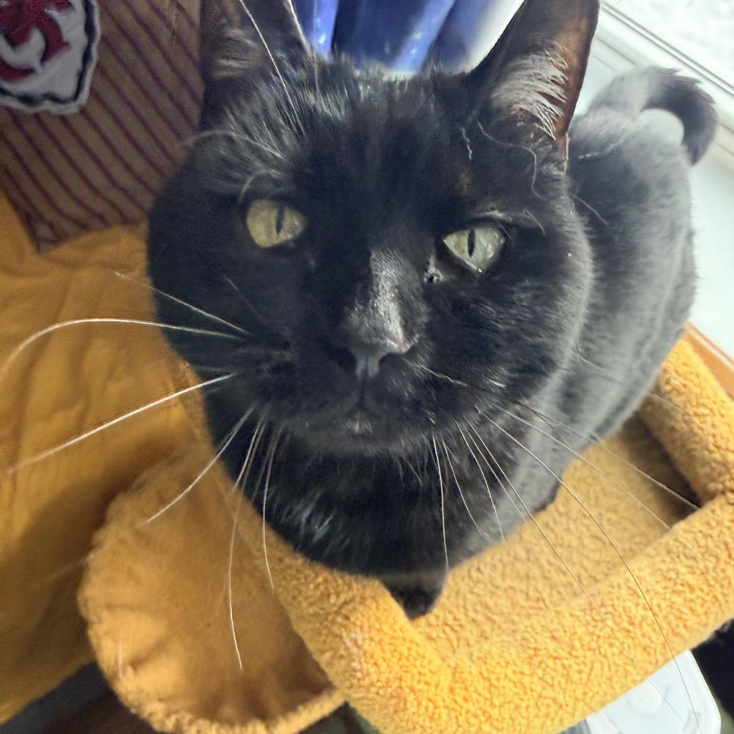 Enlarge Hedy, a Adoptable Domestic Short Hair in St. Louis, MO image 5/6