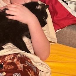 Enlarge Hedy, a Adoptable Domestic Short Hair in St. Louis, MO image 6/6