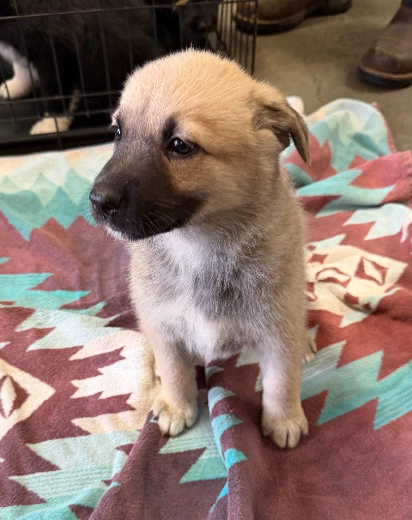 26-03 Hermione, a Adoptable mixed breed in St. Helens, OR image 1/3