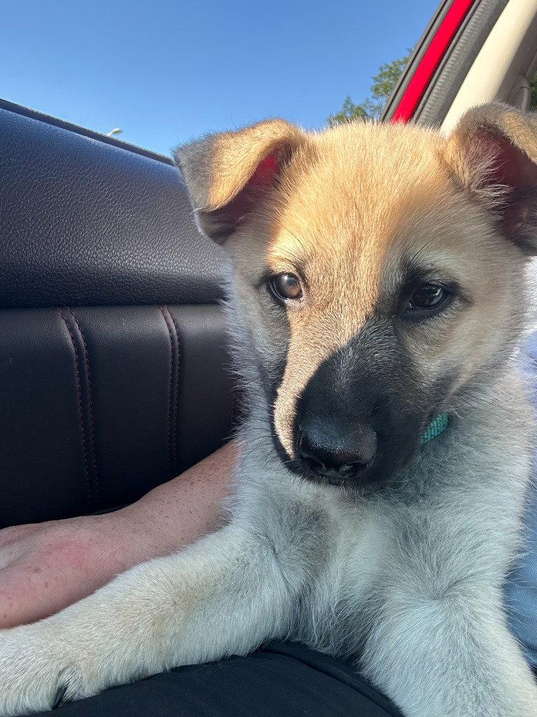 26-03 Hermione, a Adoptable mixed breed in St. Helens, OR image 2/3