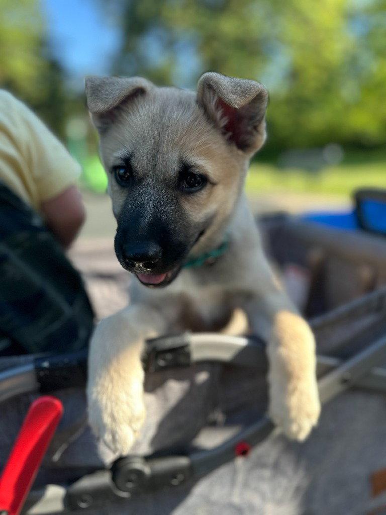 26-03 Hermione, a Adoptable mixed breed in St. Helens, OR image 3/3