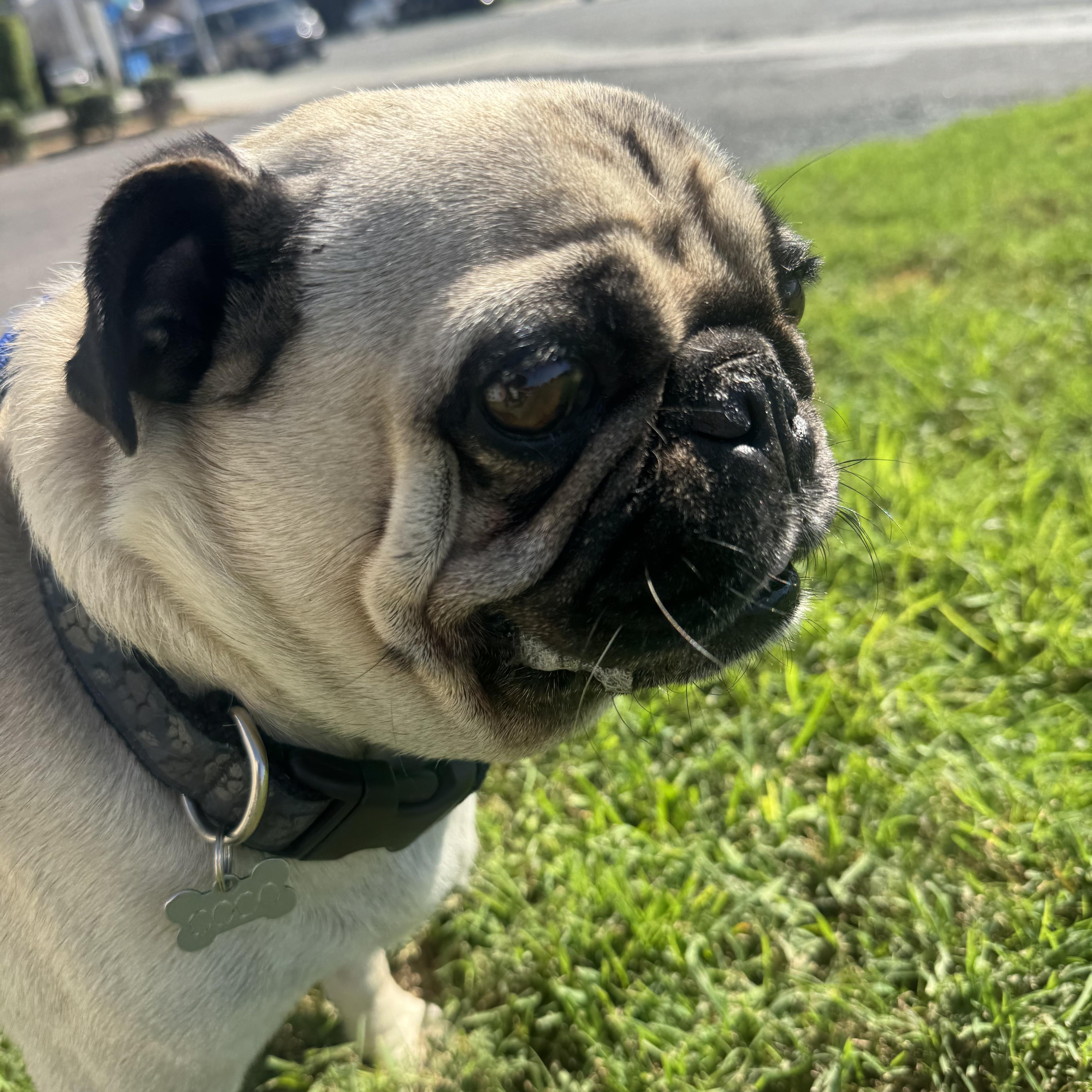 Enlarge Coco, a Adoptable Pug in Salt Lake City, UT image 5/6