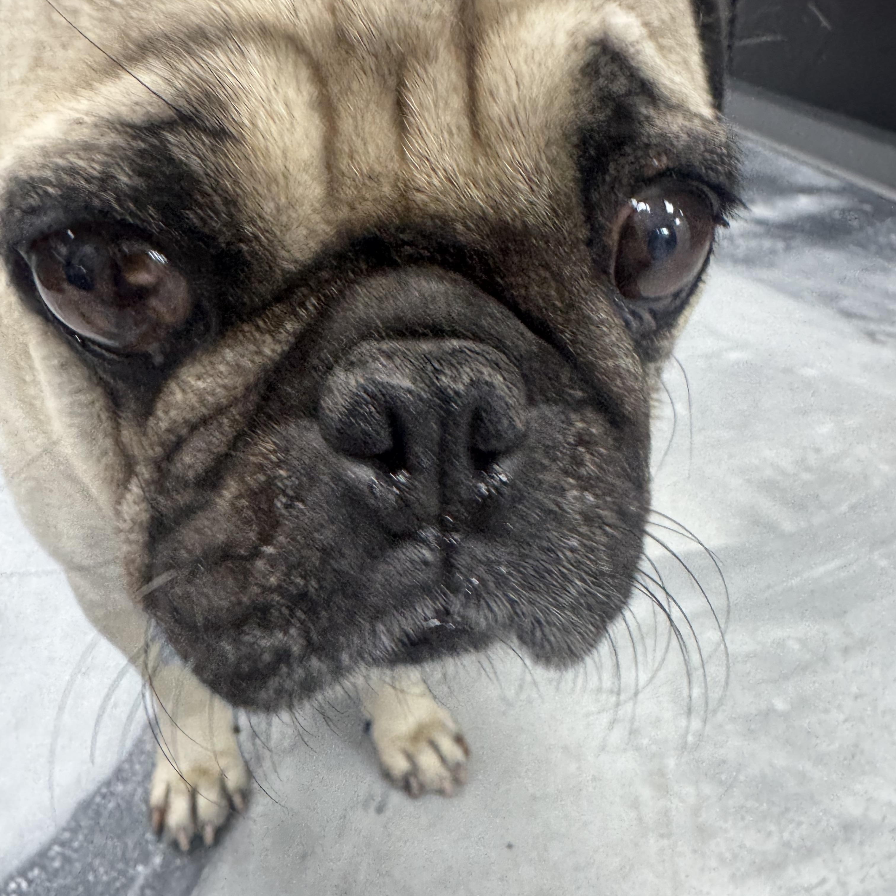 Coco, Adoptable, Adult Male Pug.